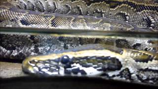 African rock python / Le python de Seba