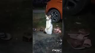 Download Lagu Kucing Magadir MP3