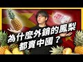中國暫停台灣鳳梨進口，影響很大嗎？為什麼台灣外銷的鳳梨，九成都要賣中國？｜志祺七七