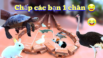 Thử Cho Tất Cả Thú Cưng Chạy Đua Xem Kết Sẽ Như Thế Nào / Quế Nghịch