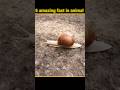 5 amazing fact in animal| #shorts #shortsfeed #facts
