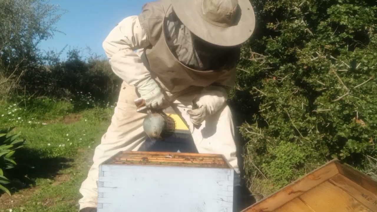 Μάνα σμηνουργιας 