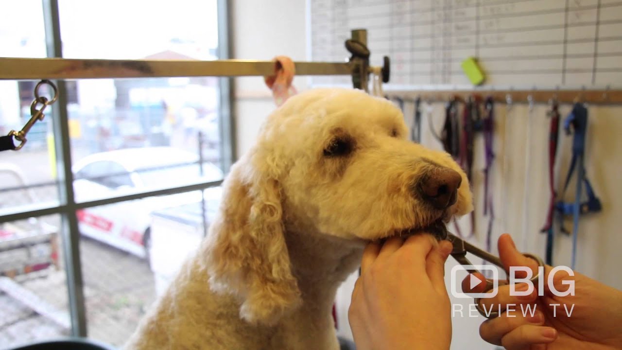 Dogs Only Grooming, a Pet Groomer in Sydney for Dog Grooming or for Dog