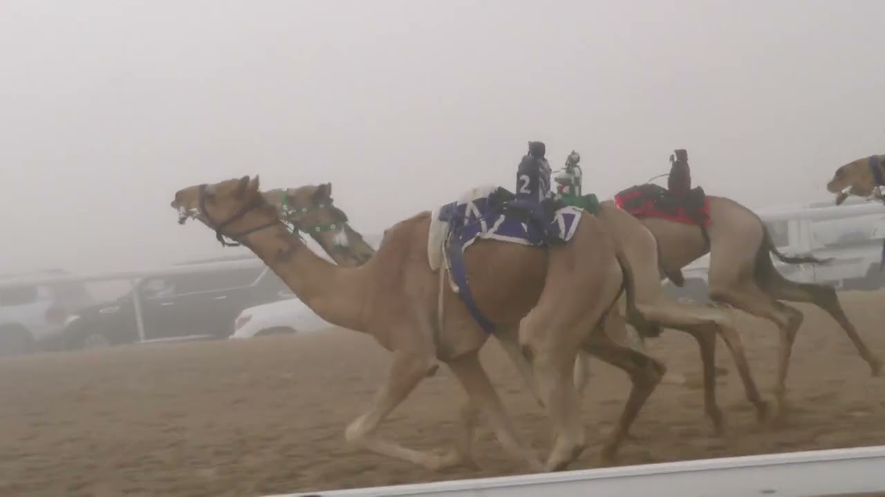 الشوط 2( رياض  )للسيد: محمد عبيد يريو المحيربي  توقيت 4:40