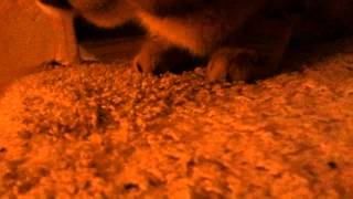Tiga eats the fly 2: Fly to the Death.