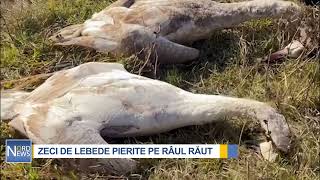 Pericol în raionul Florești. Zeci de lebede pierite, depistate pe râul Răut