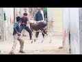 Hmari pyari qurbani