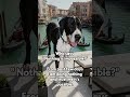 A funny meme with my Great Dane Gozer #cute #funnymeme #greatdanetv #greatdanelove