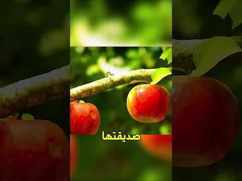 قصة قصيرة مؤثرة الطمع والخداع لا يدومان أبدا 