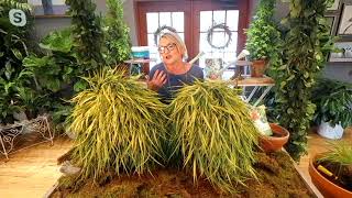 Barbara King 2 Pc Golden Japanese Forest Grass Live Plants On Qvc