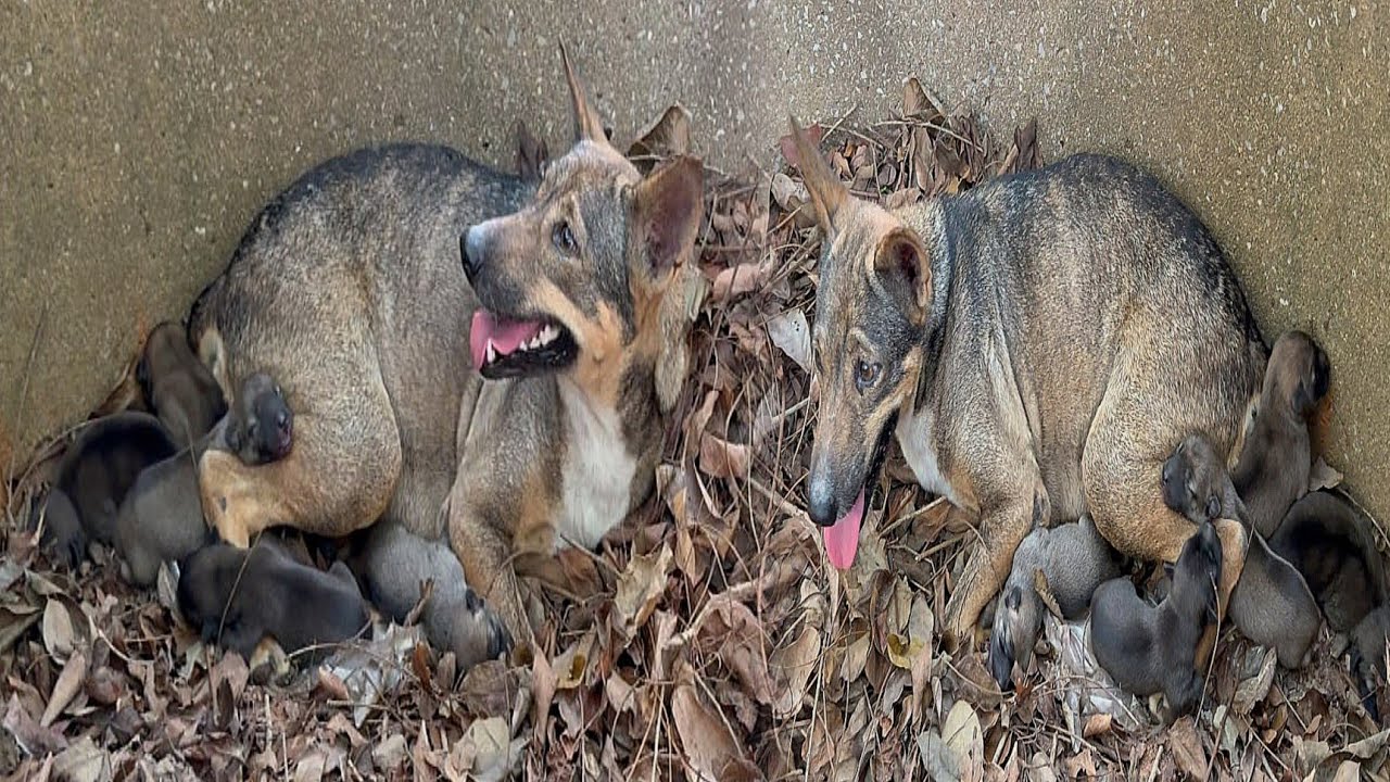 A stray dog was abandoned and she gave birth to 6 puppies. It's really ...