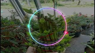 DJ Cek Sound SIWAR SIWUR - Emek Aryanto DJ Tarling FULL BASS HOREG