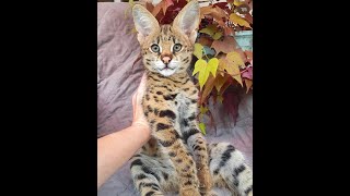 Healthy & Loved Guaranteed ❤️  Some of our past Savannah & Bengal Kittens by F1 Savannah Kittens 2,793 views 11 months ago 1 minute, 1 second