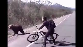 Bear attacked two cyclists in Kamchatka