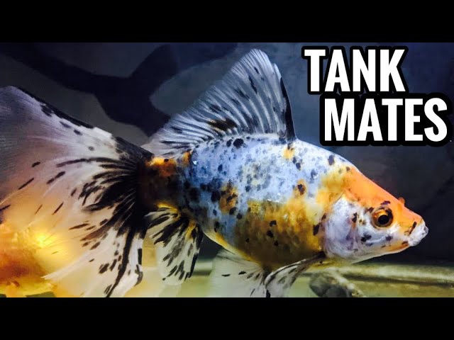 Top 3 Shubunkin Goldfish Tank Mates 