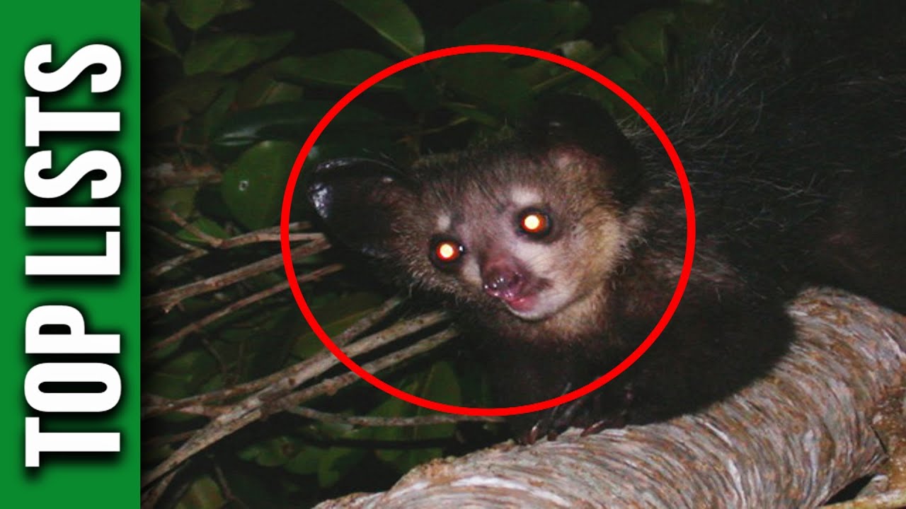 10 Animals You Didn't Know Existed YouTube