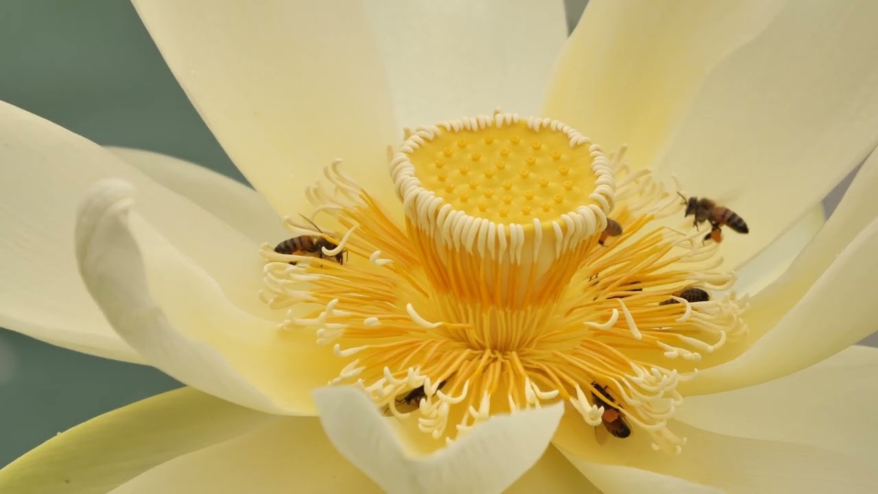 Western Honeybees on American Lotus Flower at Black Bayou Lake NWR