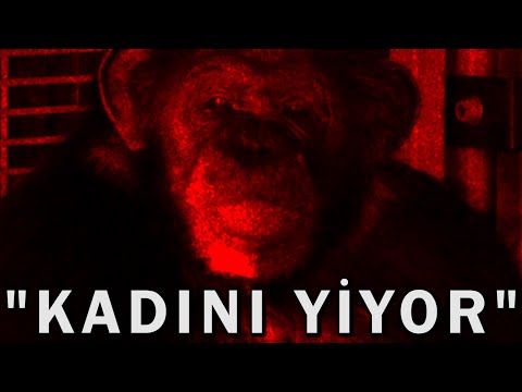 Etkisinden Halen Çıkamadığım Korkunç Şempanze Saldırısı