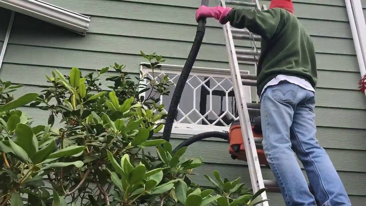 Get Rid of Wasp Nest with Wet Dry Vac YouTube