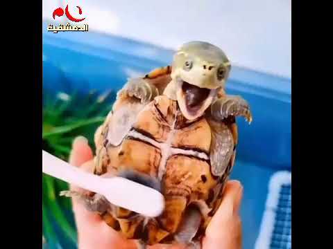فيديو: هذه السلاحف البحرية مضحك