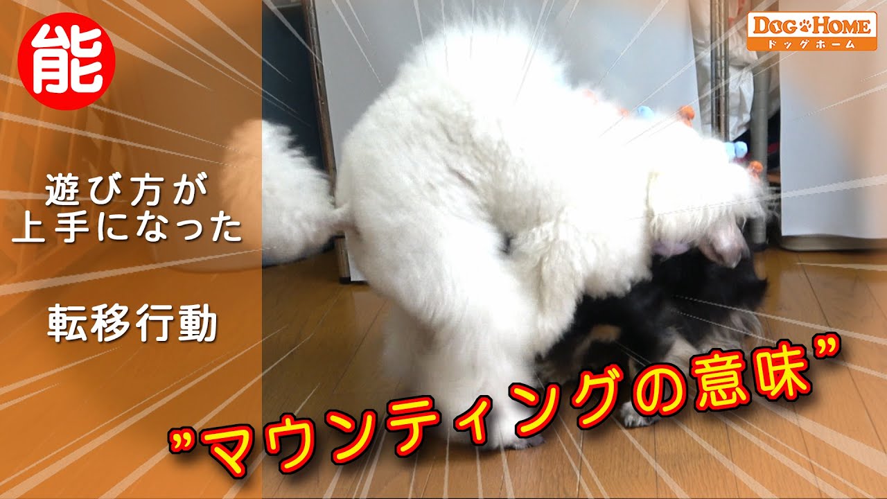 おすわりトリマー 犬同士の遊び マウンティングの意味 上手な遊び方 転移行動 ケンカをしない モカラちゃんと暁斗が遊んでいる編 ୨୧ トリミング サロン Dog Home ドッグホーム ୨୧ Youtube おすわりトリマー 犬同士の遊び マウンティングの意味 上手な遊び方 転移行動 ケンカをしない モカラちゃんと暁斗が遊んでいる編 ୨୧ トリミング サロン Dog Home ドッグホーム ୨୧ Youtube