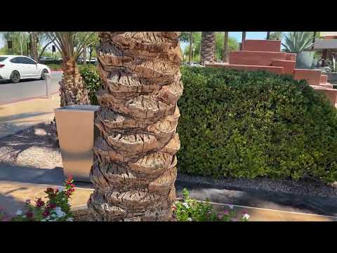 Kickapoo Lucky Eagle Casino Hotel - Fiesta | SA Live | KSAT12
