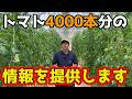【トマト】4000本育てているからこそ伝えられるトマトの育て方についてお話しします。【家庭菜園】