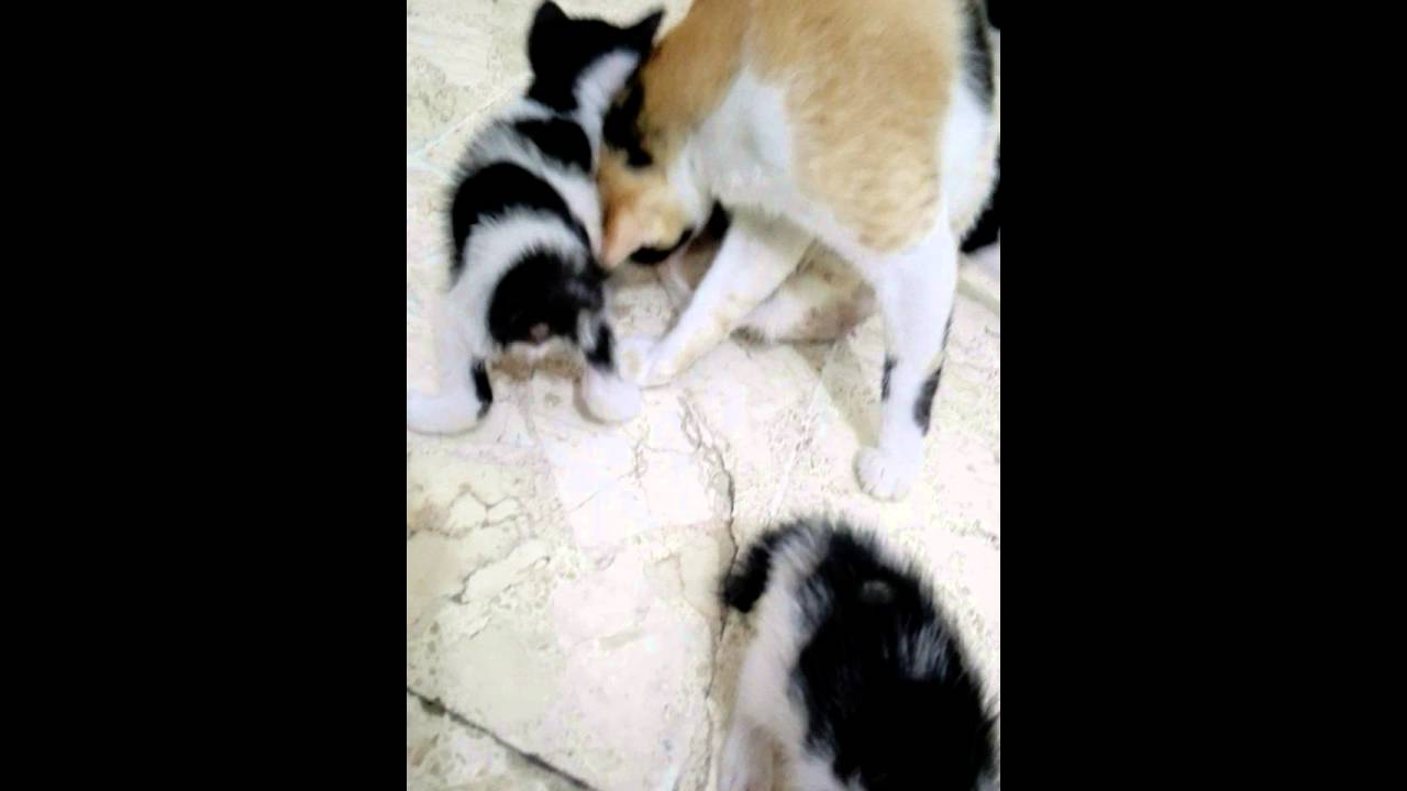 Coty kucing lucu dengan 5 anaknya yg imut YouTube