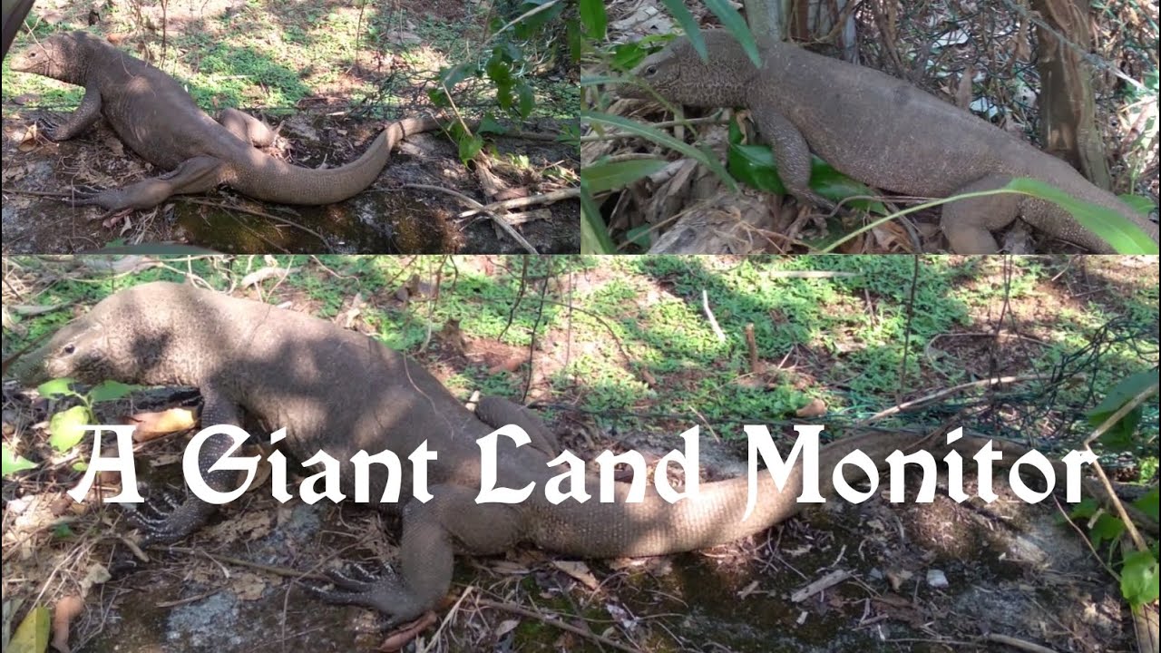 A Huge Land Monitor Lizard (Bengal Monitor / Common Indian Monitor) Varanus bengalensis