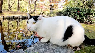 【猫の狩り】4匹の猫達がフォーメンションを組んでカモを狙う