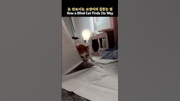 22세 노묘_ 눈이 안 보이는 고양이, 길 찾는 법_ How a Blind Cat Finds Its Way