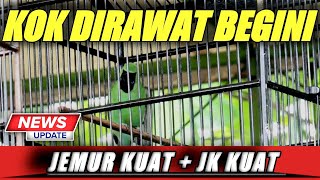 HILANG EMOSI❗CUCAK IJO HARUS MAIN JEMUR KUAT JANGKRIK KUAT UH AGAR STAMINA TERJAGA||KICAUMANIA