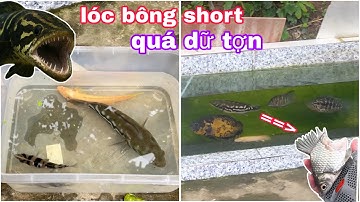 mua thêm con Cá Lóc Bông Short, Cá Hổ, Cá Cửu Sừng và sức mạnh kinh KHỦNG của Cá Lóc Bông