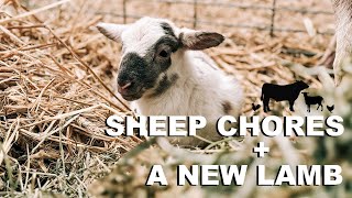 Katahdin Hair Sheep Chores + A New Lamb is Born!