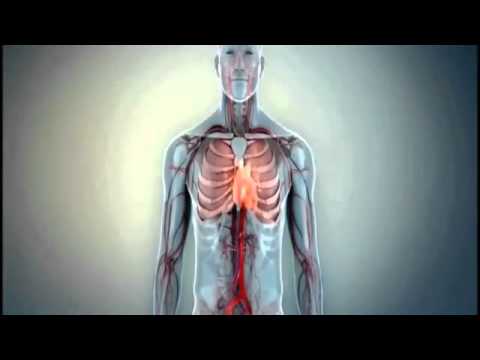 حدائق القران لن تصدق عجائب وفوائد الحلبة