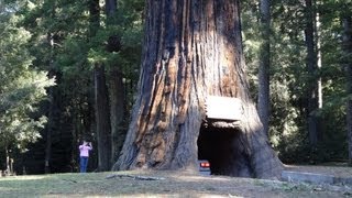 Drive-thru tree chandelier world famous redwood forest leggett
california ca 101 national park http://www.1ownercarguy.com had to
stop here and get some...