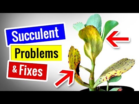 Video: Kaktusų nudegimo gydymas – kokie yra kaktusų nudegimo ligos požymiai