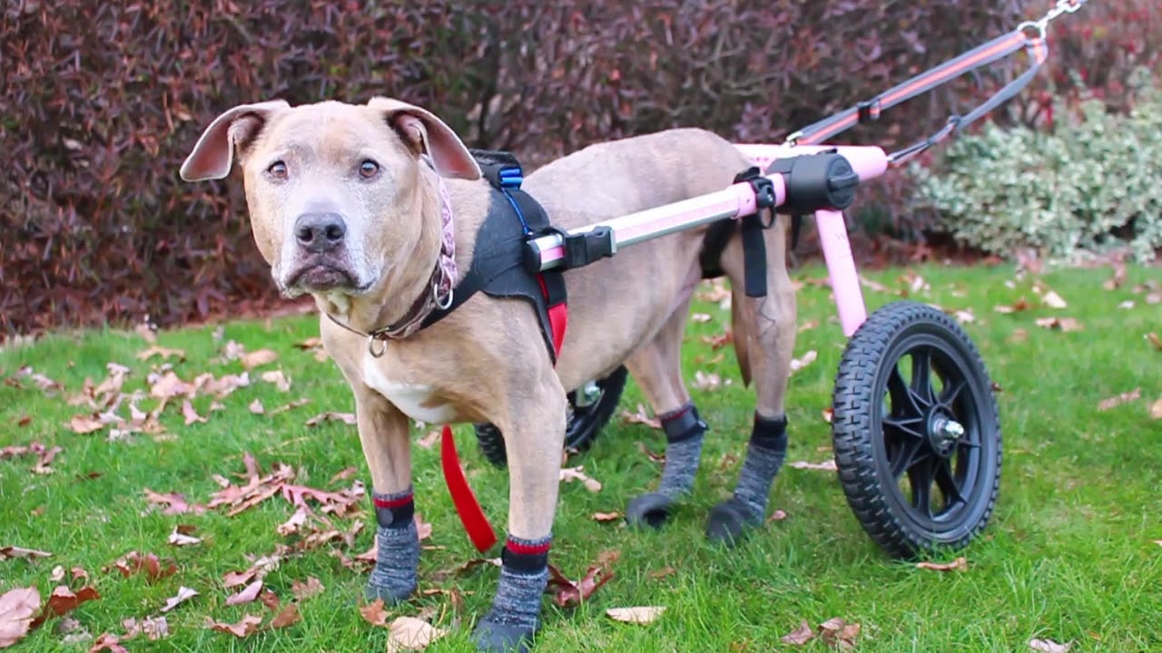 How To Make A Diy Dog Wheelchair 5 Best Designs