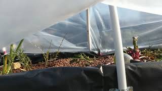 Aquaponics quick $30 Greenhouse Conversion | Farming Seattle Aquaponics quick $30 Greenhouse Conversion | Farming Seattle
