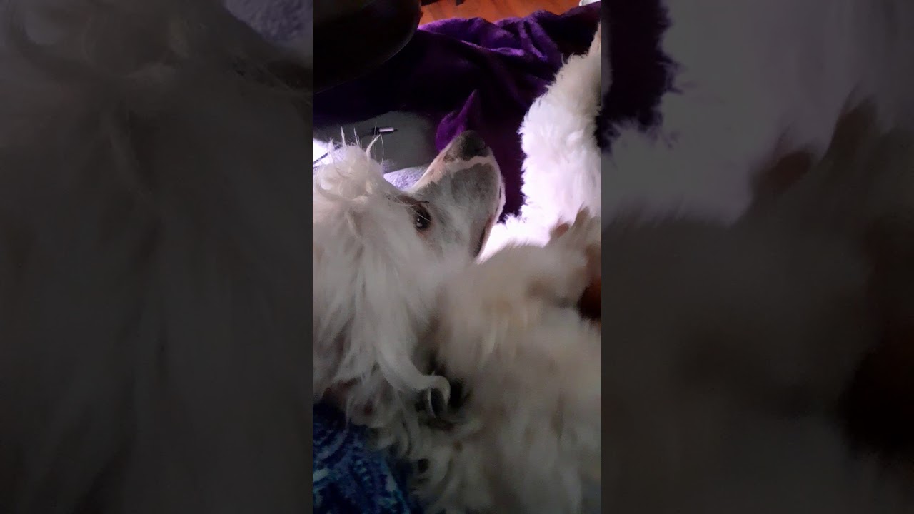 My chinese crested powder puff YouTube