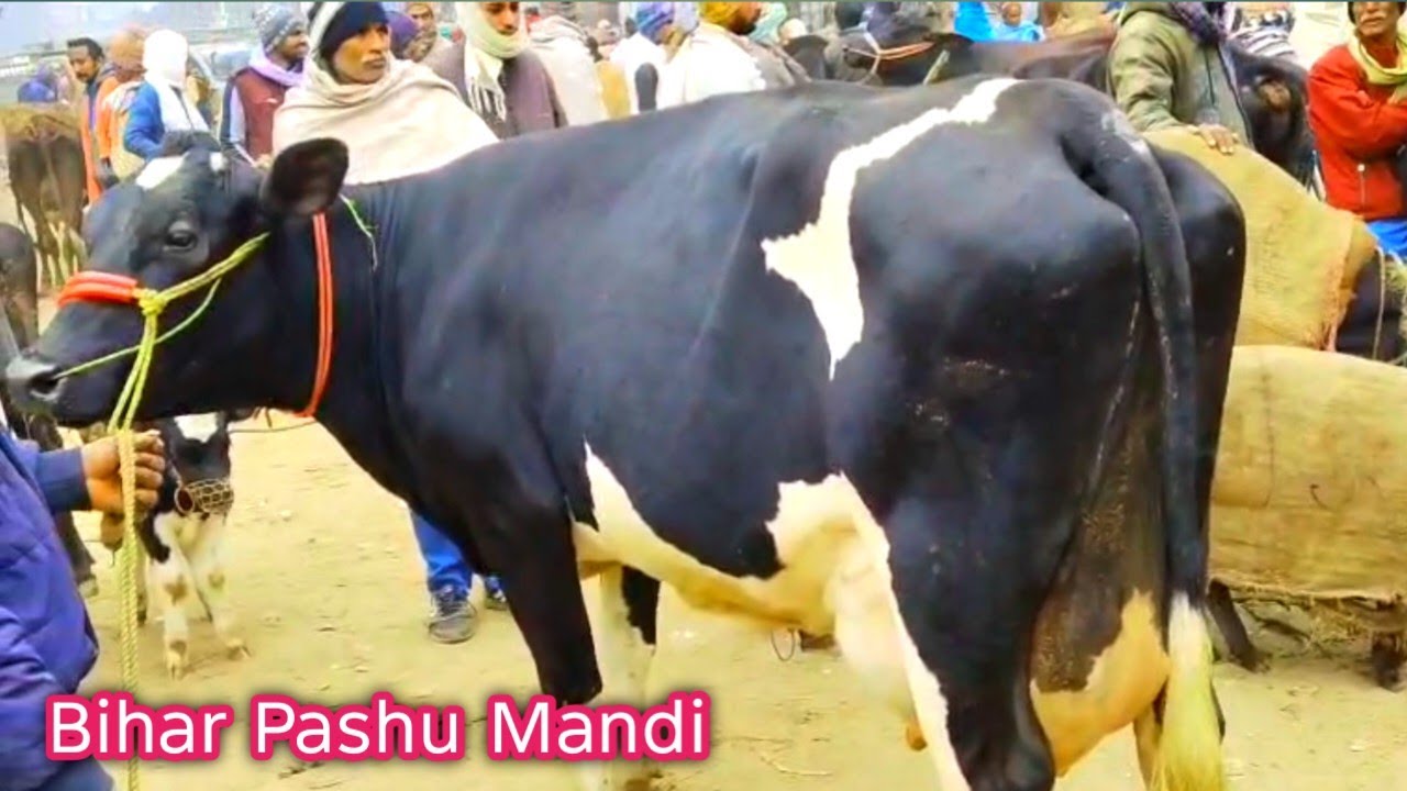Ainkho Pashu Mandi / Dulhin Bazaar Patna Bihar / Hf Cow Market 