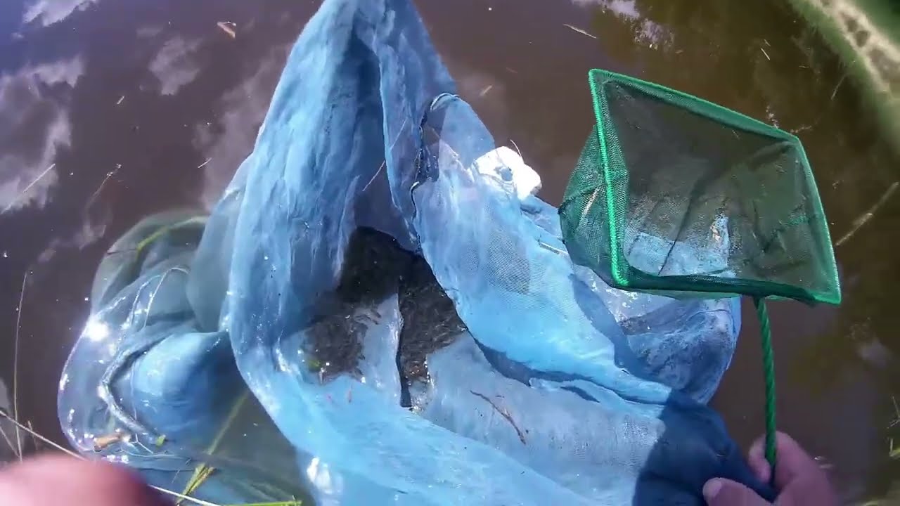 МАЛЬКИ амура 25 дней ФИНАЛ *** Контрольный лов (200 штук), ушли утки *** Grass carp farming