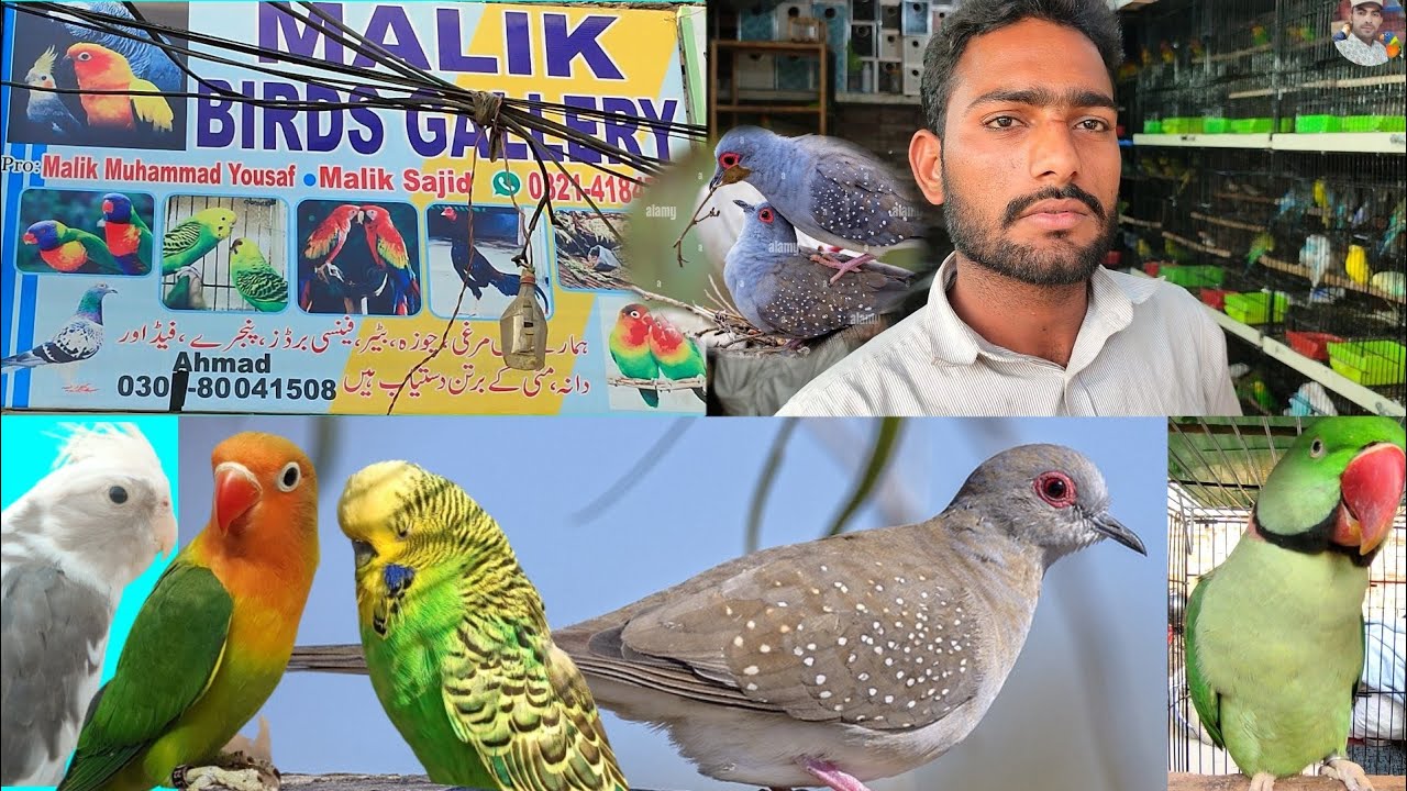 Lahore visit Malik Bird Shop Los shama stop Albino greenfichar Finch