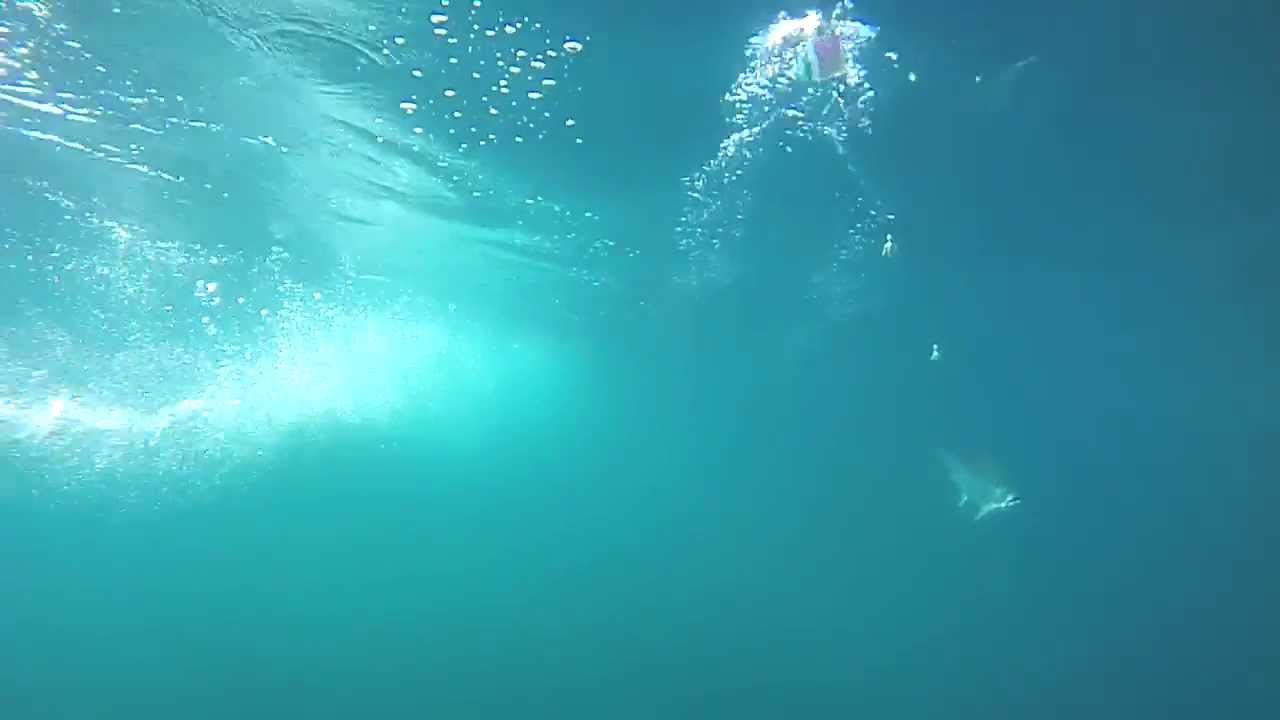 Underwater Downrigger Cam Camera Footage - See Salmon Stike at Lure (meat  rig), 2013 - YouTube