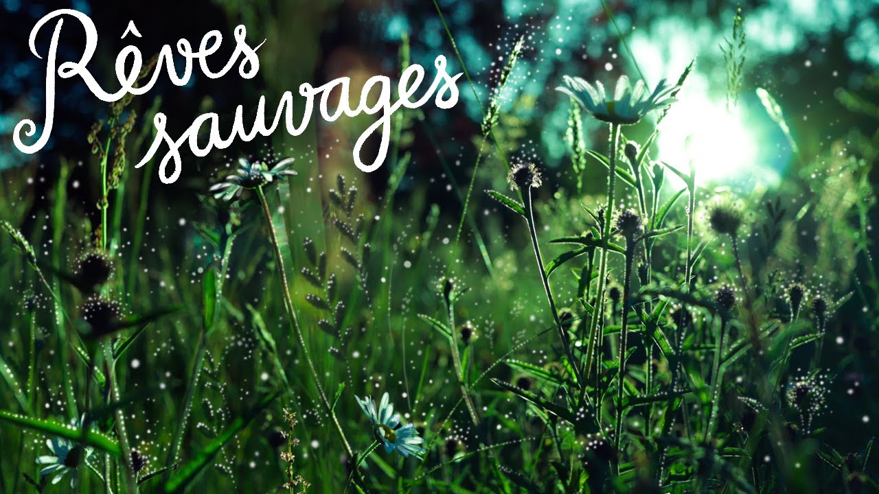RÊVES SAUVAGES (chanson et illustration)