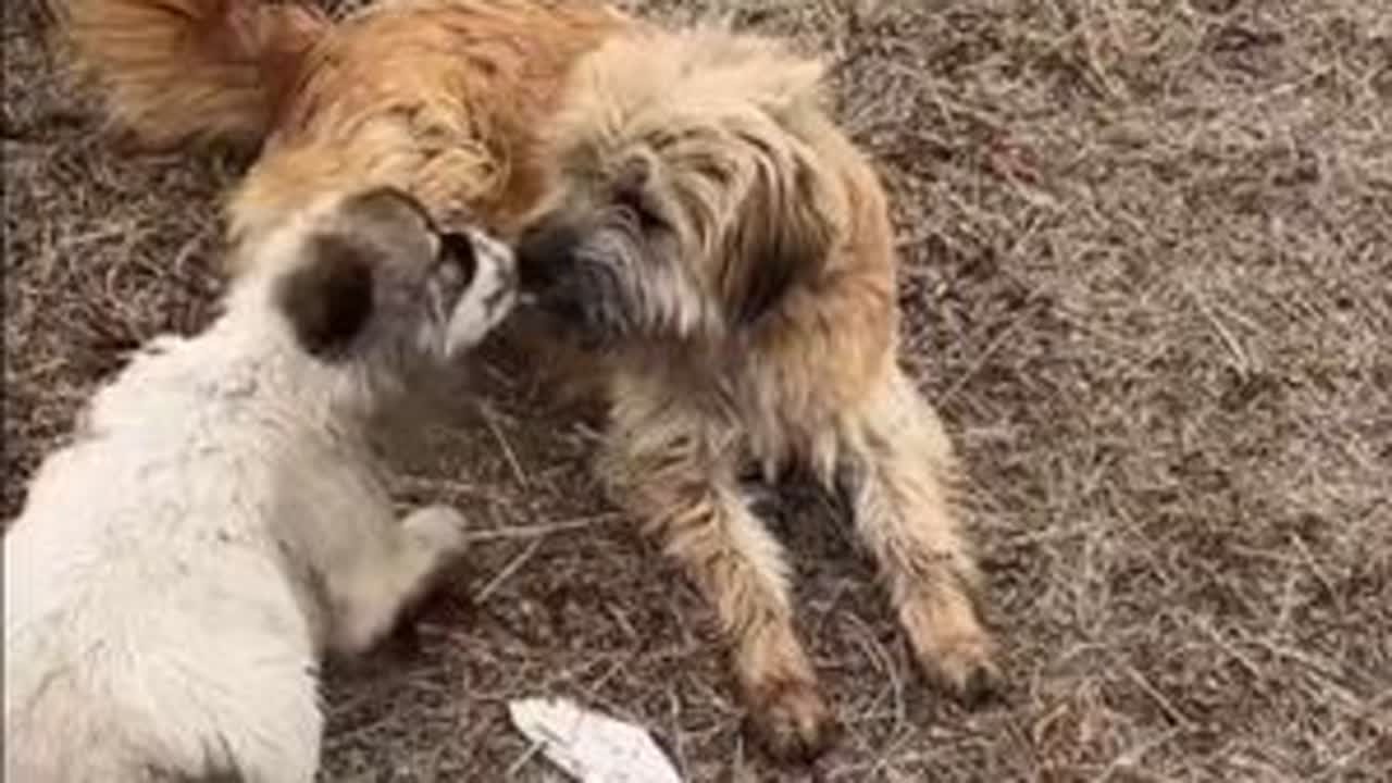 @豆包大院 快过年了，豆包舅舅喂喂大街上的流浪狗，有些人还不让喂，有时候做好事也好难！@豆包和他的流浪狗狗们 @乳山市豆包大院宠物用品店 @豆包媳妇 #流浪狗救助 #豆包大院流浪狗 #流浪狗狗的故事