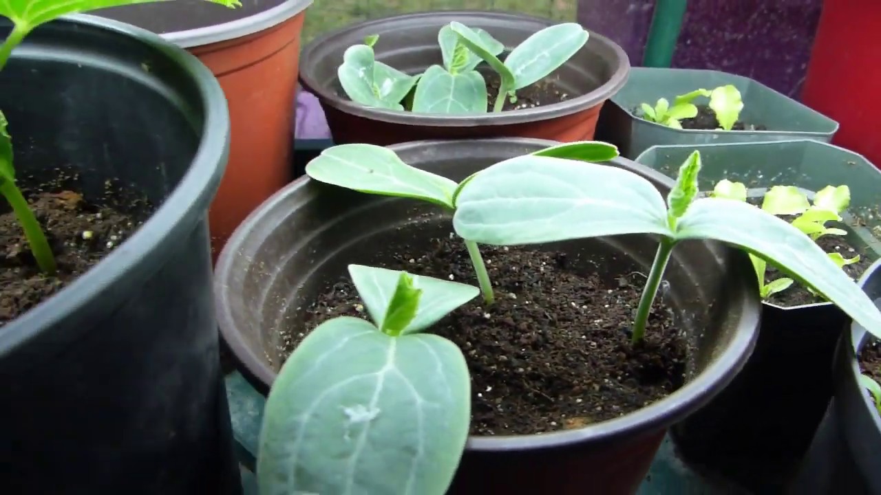Planting Zucchini and Transplanting Eggplants - YouTube