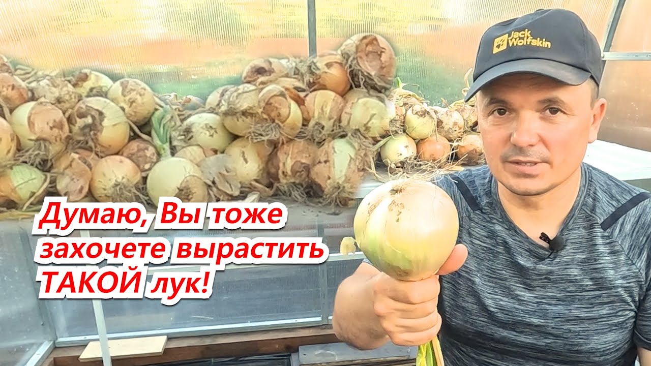 В следующем году обязательно тоже попробуйте вырастить такой лук!