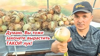 В Следующем Году Обязательно Тоже Попробуйте Вырастить Такой Лук!