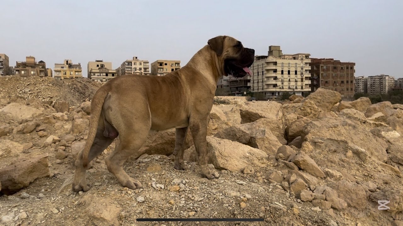 أول ظهور ل ( كوفو ) بعد سفر المتميز كابتن محمود عاطف بنطمنه وبنطمن جمهوره♥️🙏🏻